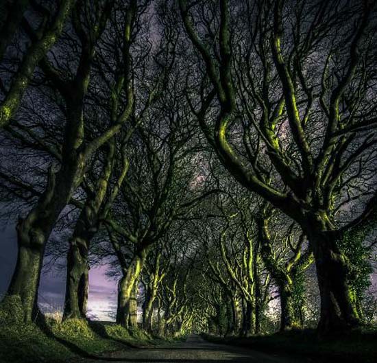 7. The Dark Hedges / County Antrim, Northern Ireland 