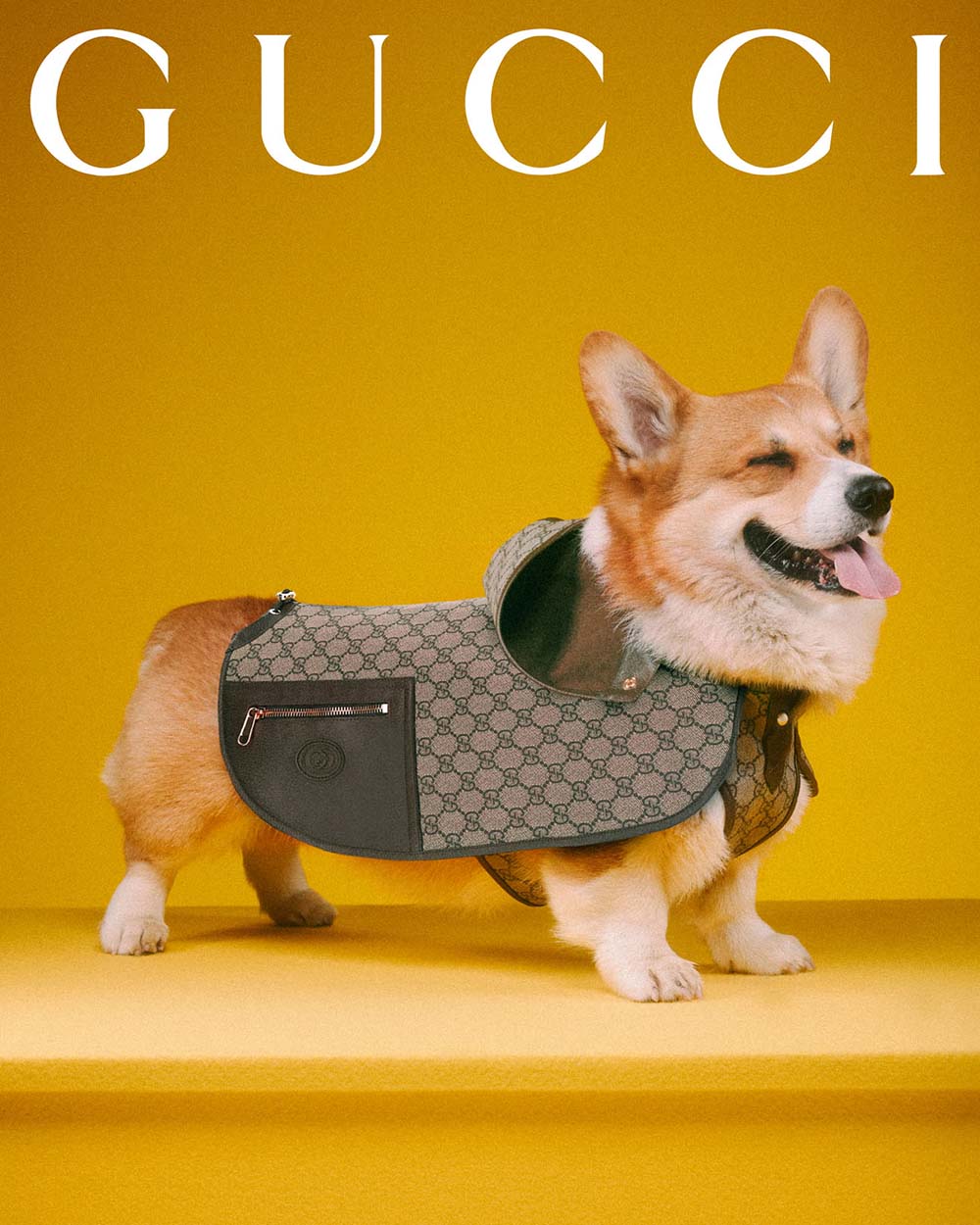 Treat Your Furry Friends Like Royalty With The New Gucci Pet Collection