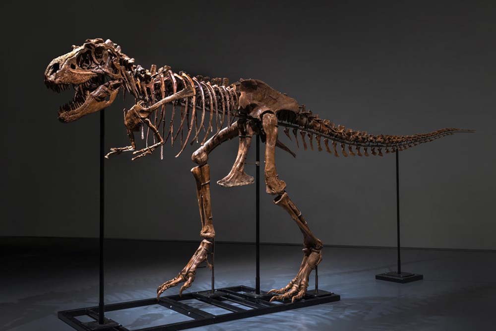 This Rare Gorgosaurus Skeleton Could Fetch Up to $8 Million at Auction