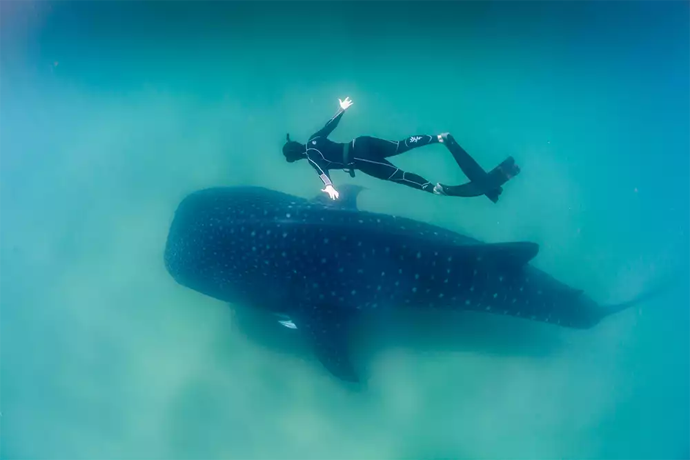 Swimmer alongside a whale shark in Mexico’s clear waters