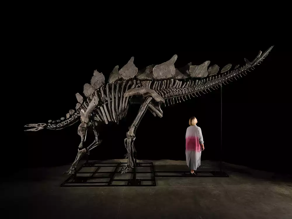 Apex Stegosaurus Skeleton