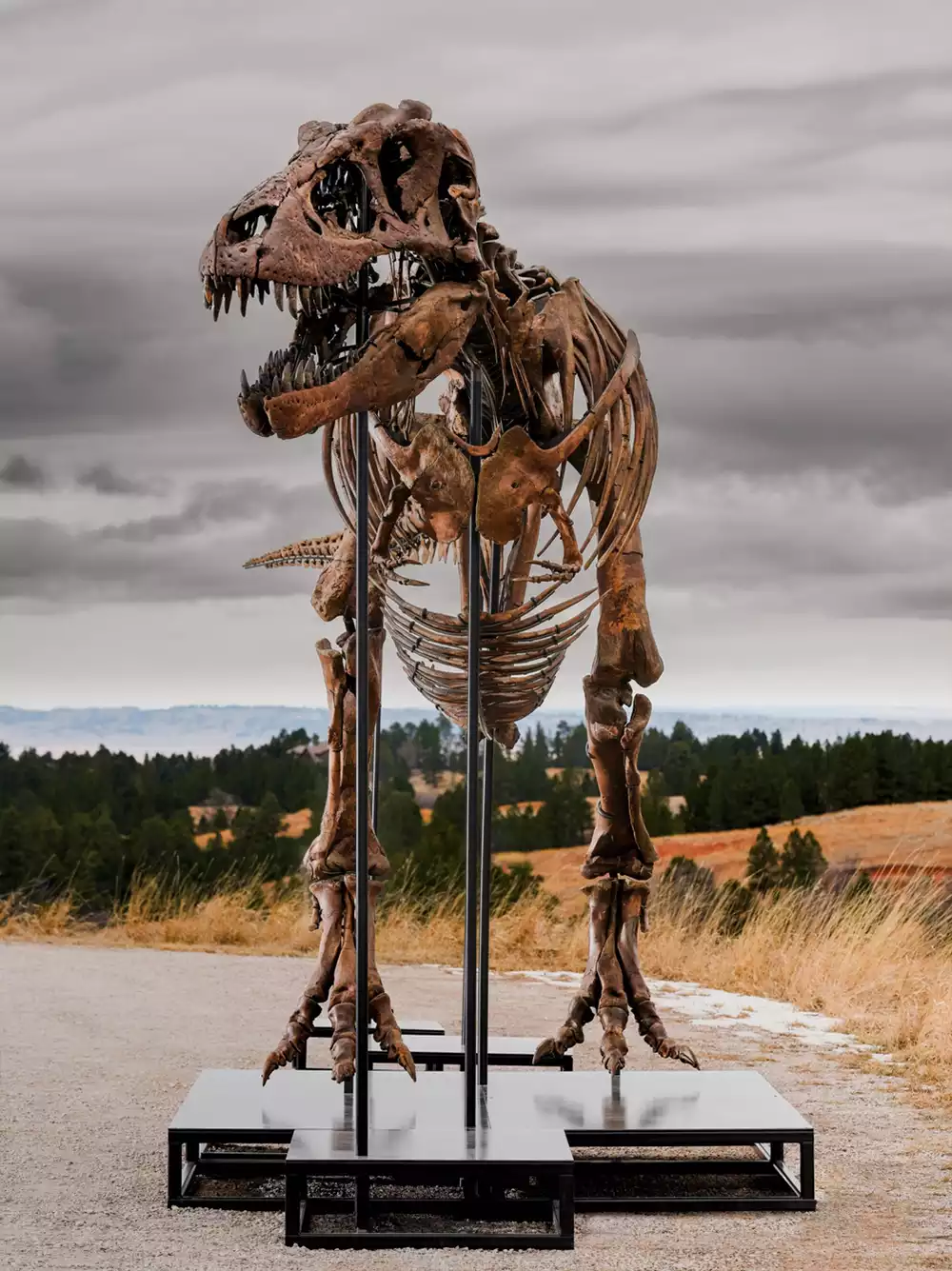 Detailed close-up of the highly preserved skull and teeth of the Gus T. Rex fossil