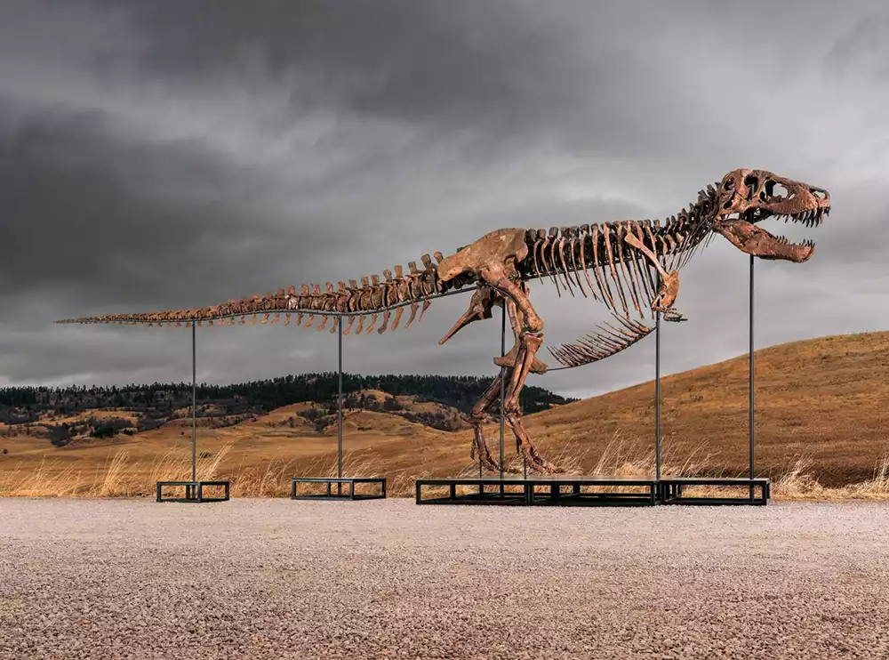 The 38-foot-long skeleton of Gus the T. Rex mounted outdoors on a custom steel frame