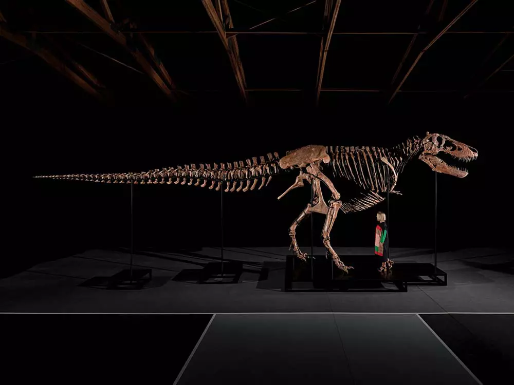 Gus T. Rex fossil skeleton on display with a person standing next to it for scale