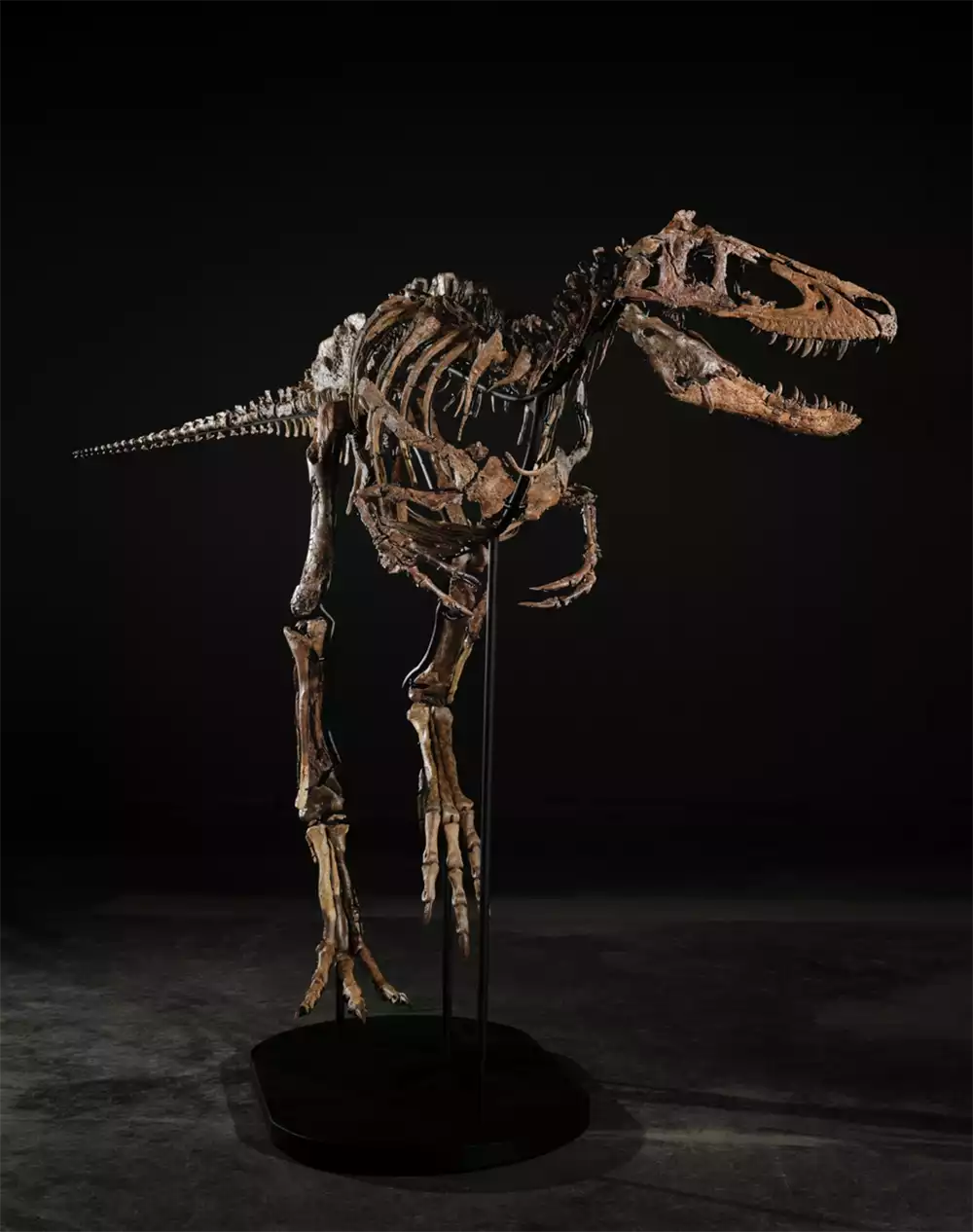 Detailed close-up of Jodi the Nanotyrannus skeleton skull showing preserved teeth