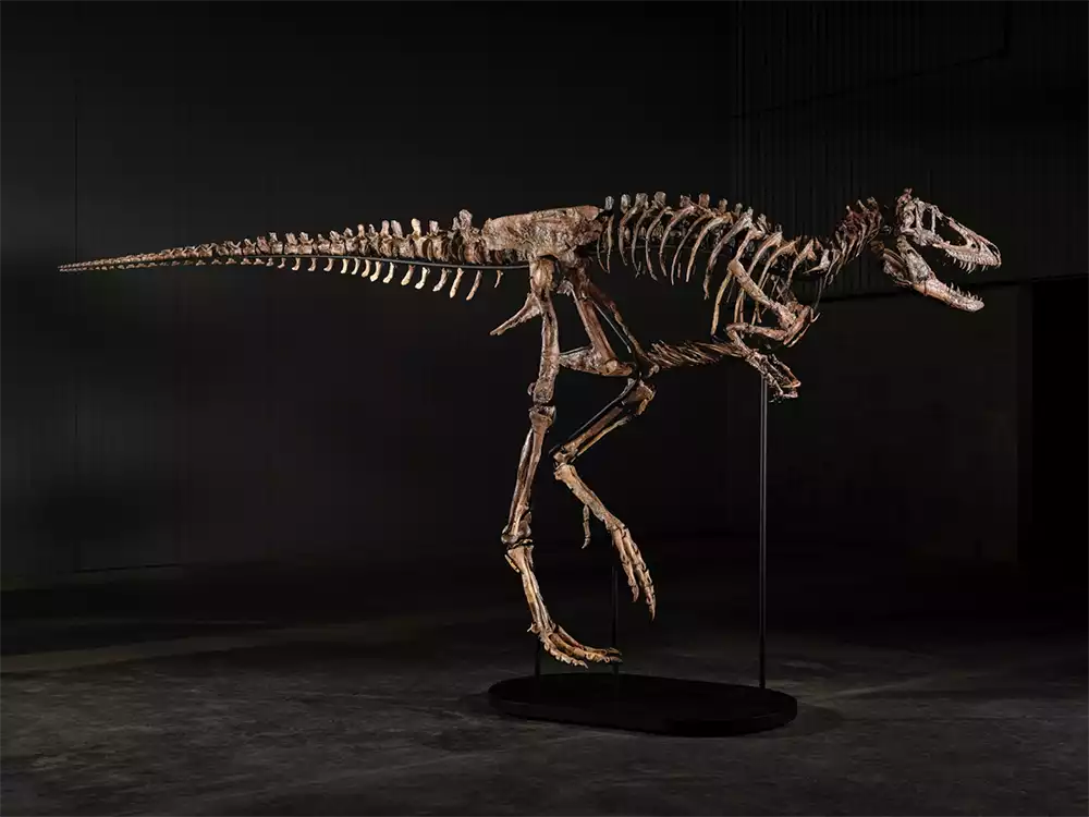 Meet Jodi, a Rare Nanotyrannus Expected to Fetch Up to $9 Million